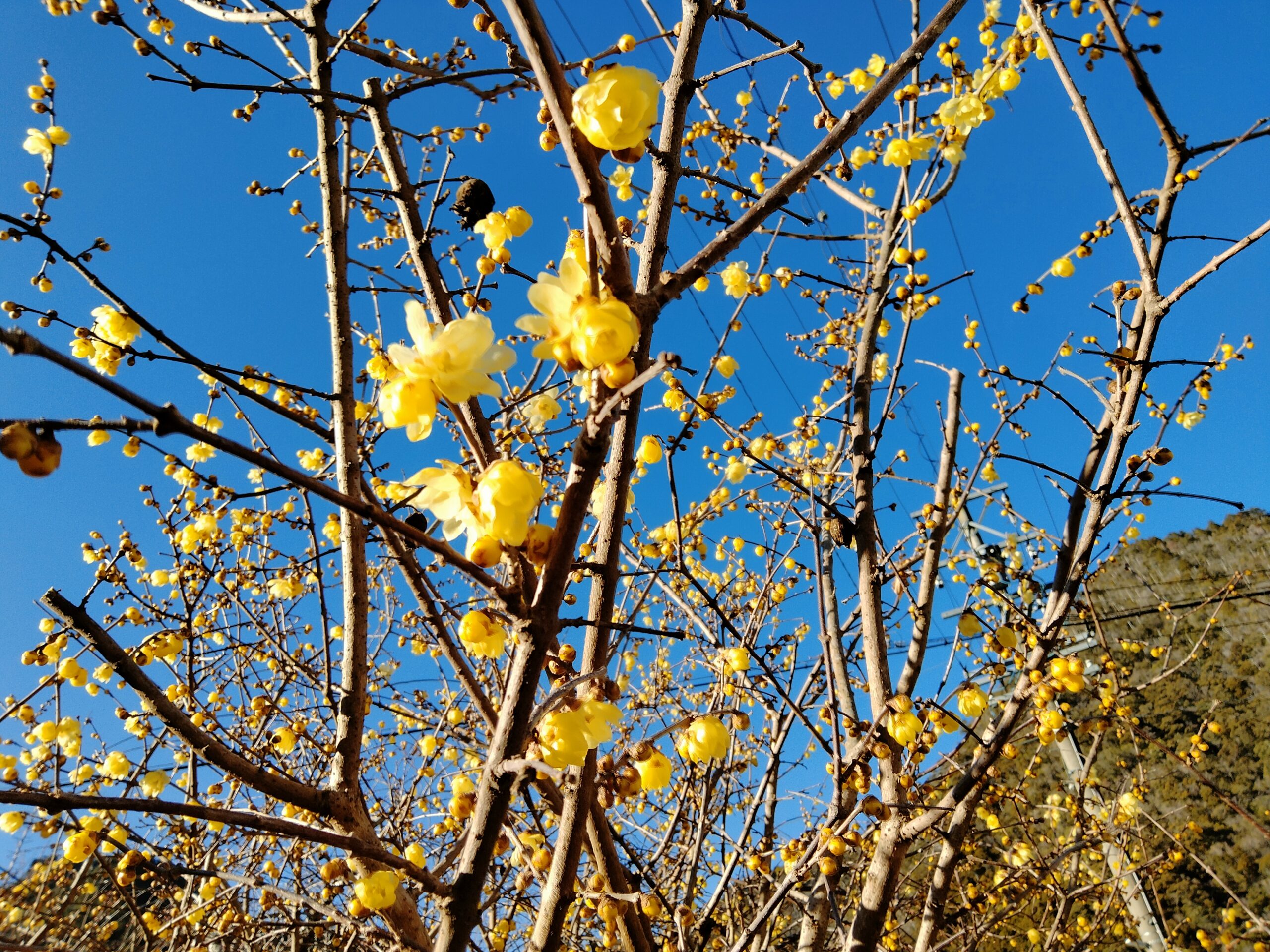 <p>2024年1月撮影<br />
黄色い花が咲き始めたロウバイの花<br />
（石雲寺（せきうんじ）：新城市名号（みょうごう））</p>
