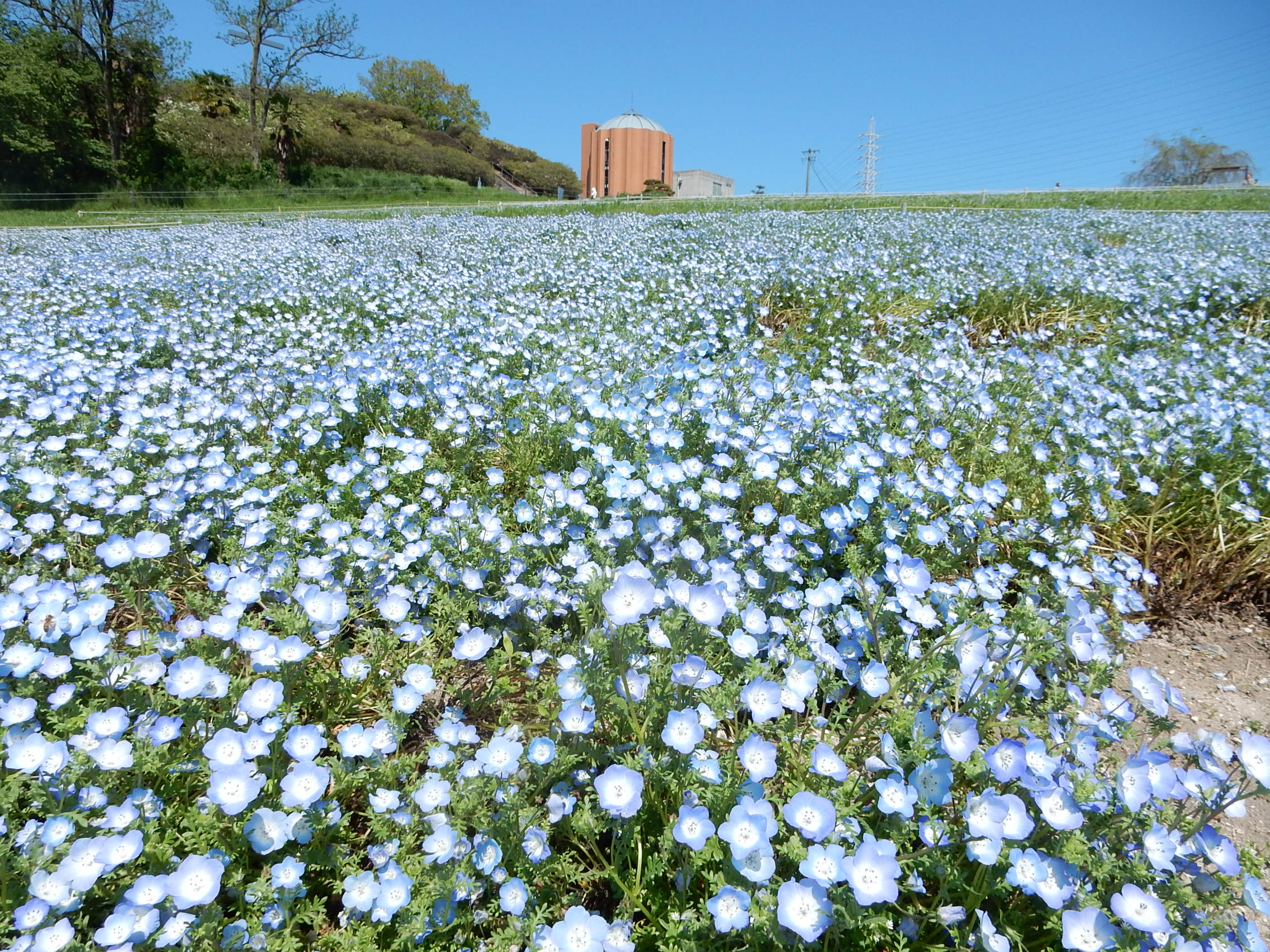 <p>2026年4月撮影<br />
愛知牧場のネモフィラ(日進市米野木町)</p>