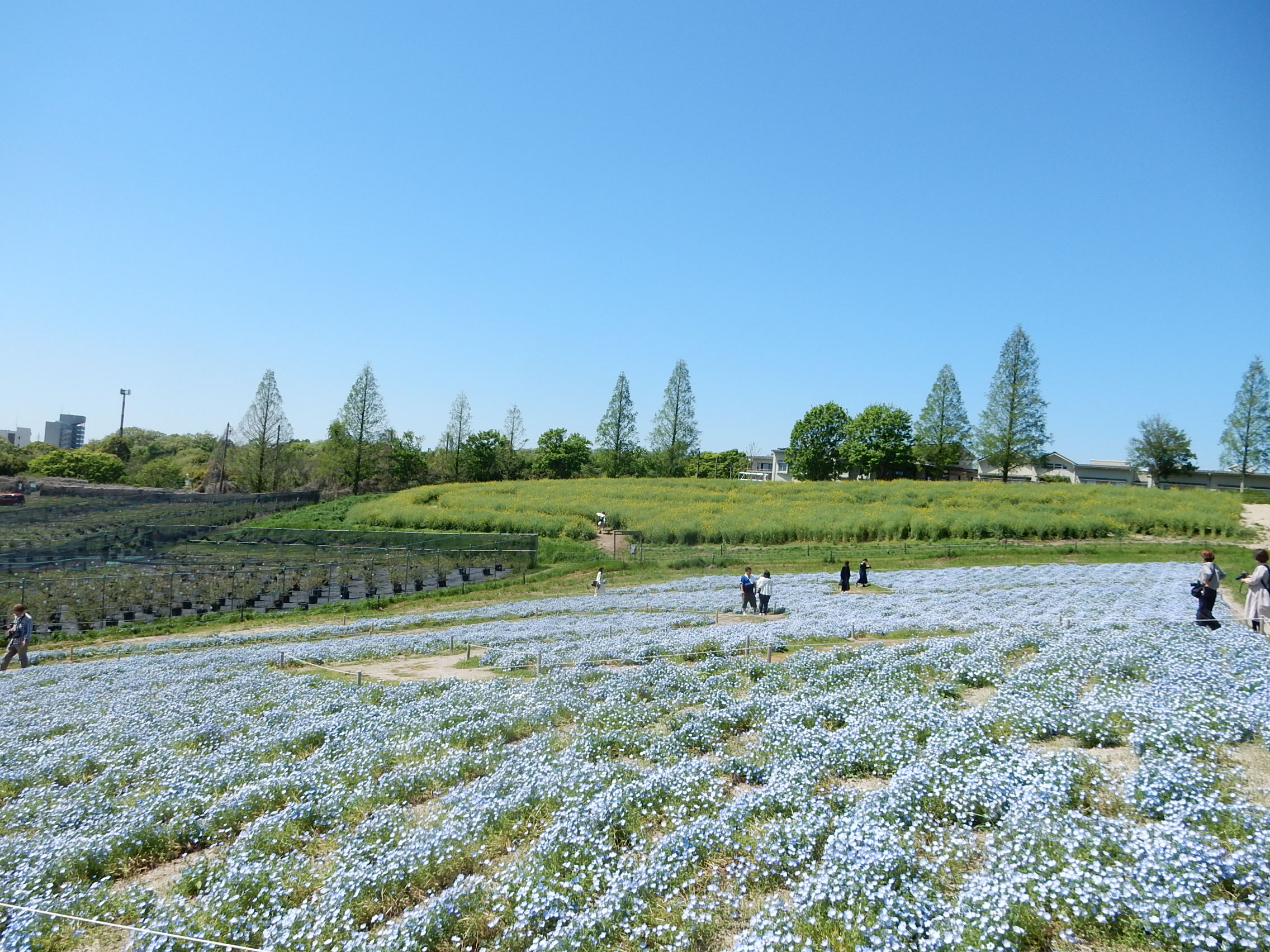 <p>2026年4月撮影<br />
愛知牧場のネモフィラと菜の花畑(日進市米野木町)</p>