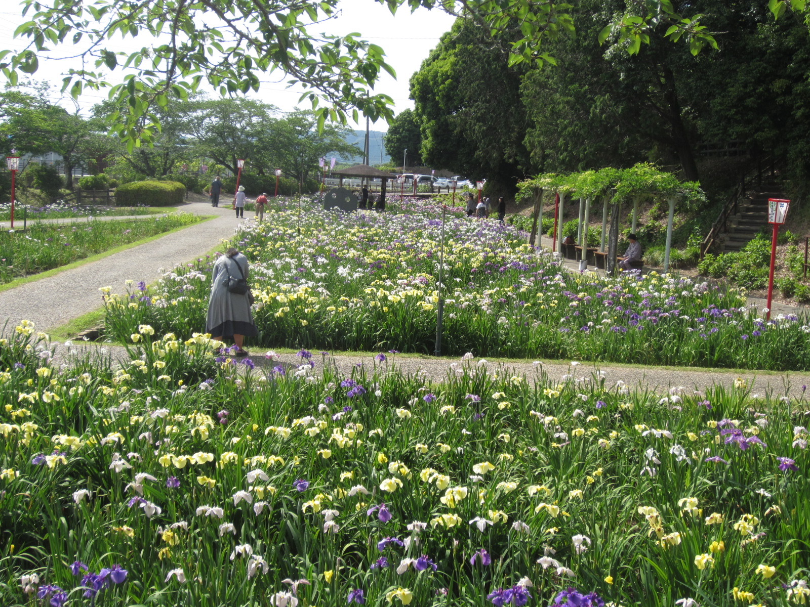 <p>2026年5月撮影<br />
賀茂しょうぶ園(豊橋市賀茂町)</p>