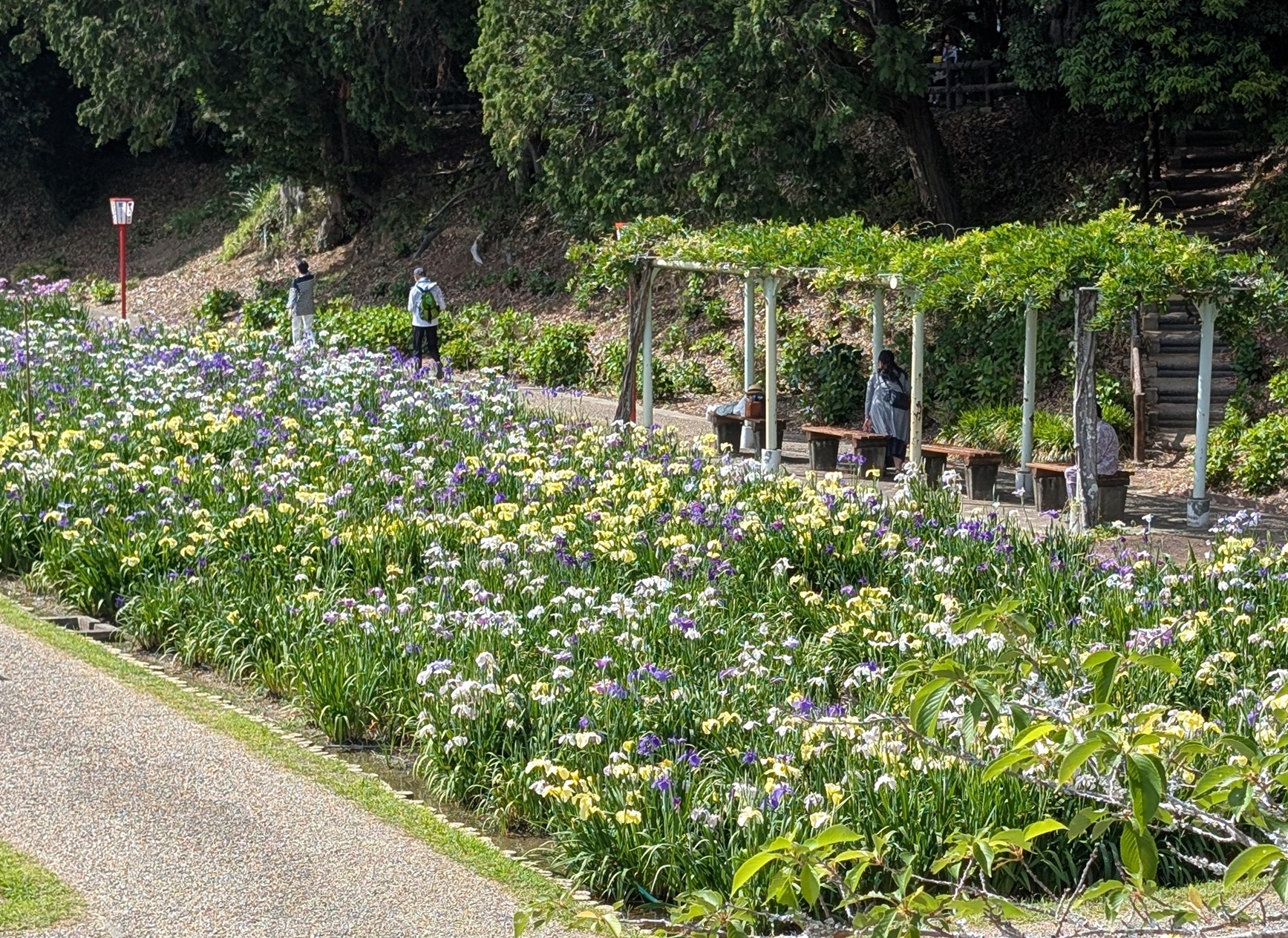 <p>2026年5月撮影<br />
賀茂しょうぶ園(豊橋市賀茂町)</p>