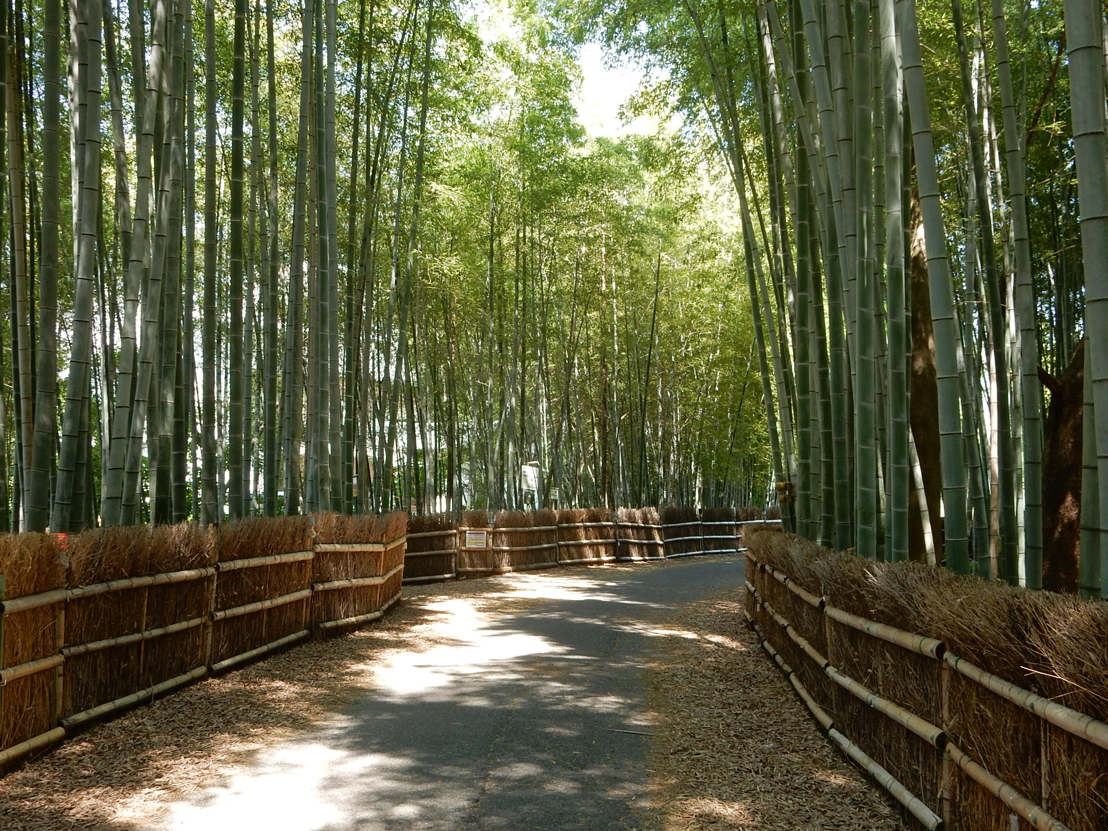 <p>2026年6月撮影<br />
ちたの竹林(知多市金沢山林)</p>