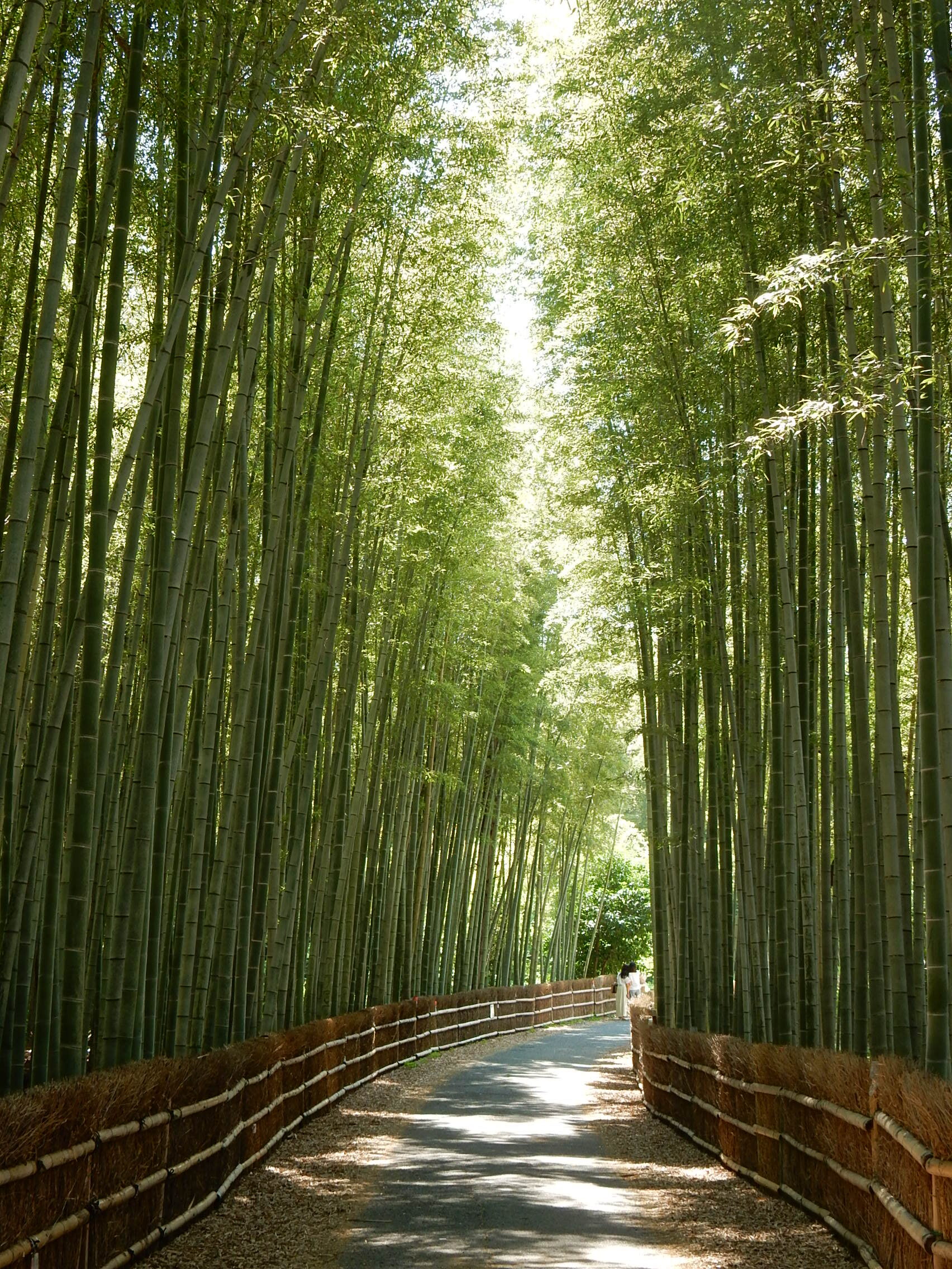 <p>2026年6月撮影<br />
ちたの竹林(知多市金沢山林)</p>
